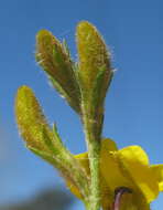 Image of Goodenia stelligera R. Br.