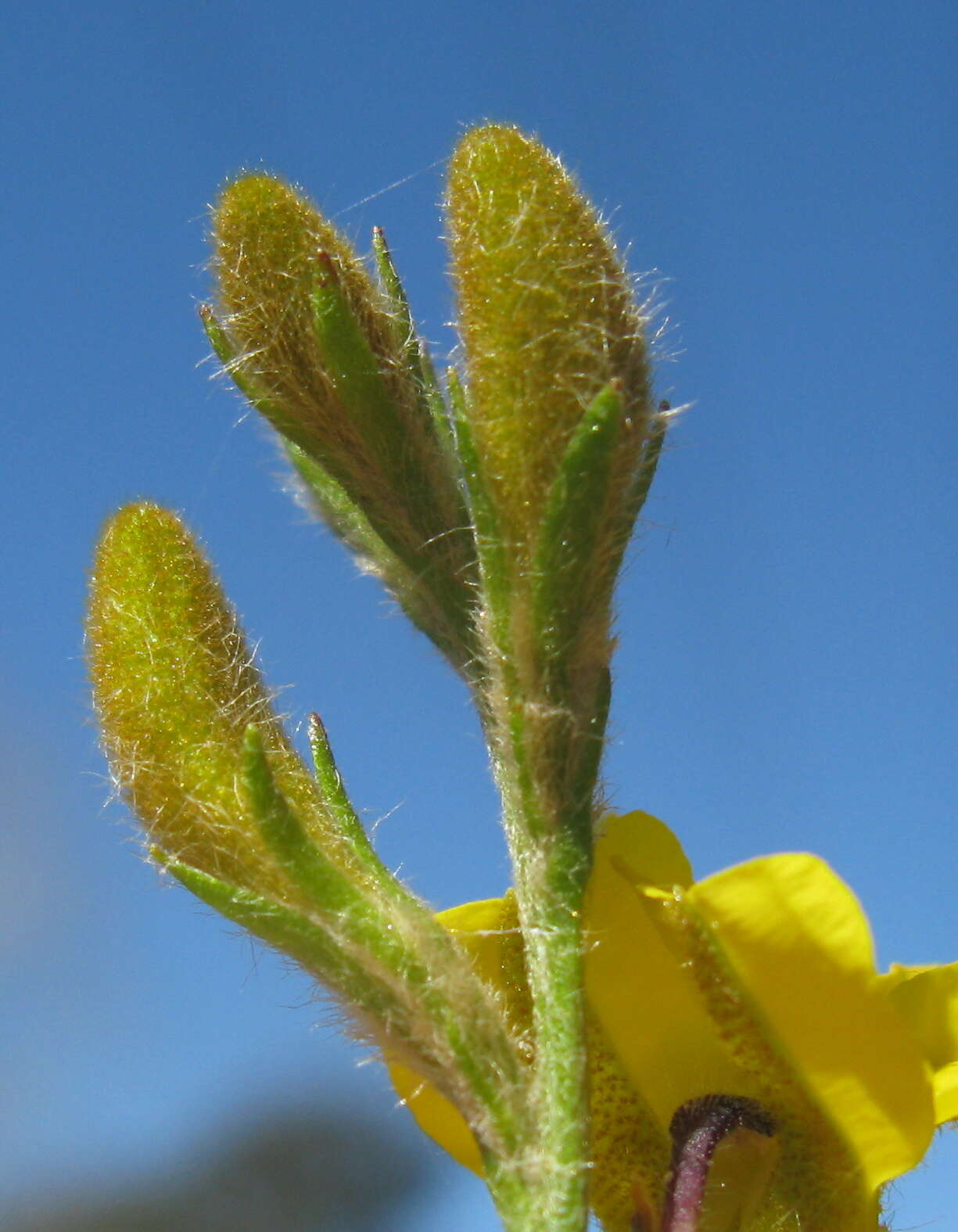 Image of Goodenia stelligera R. Br.