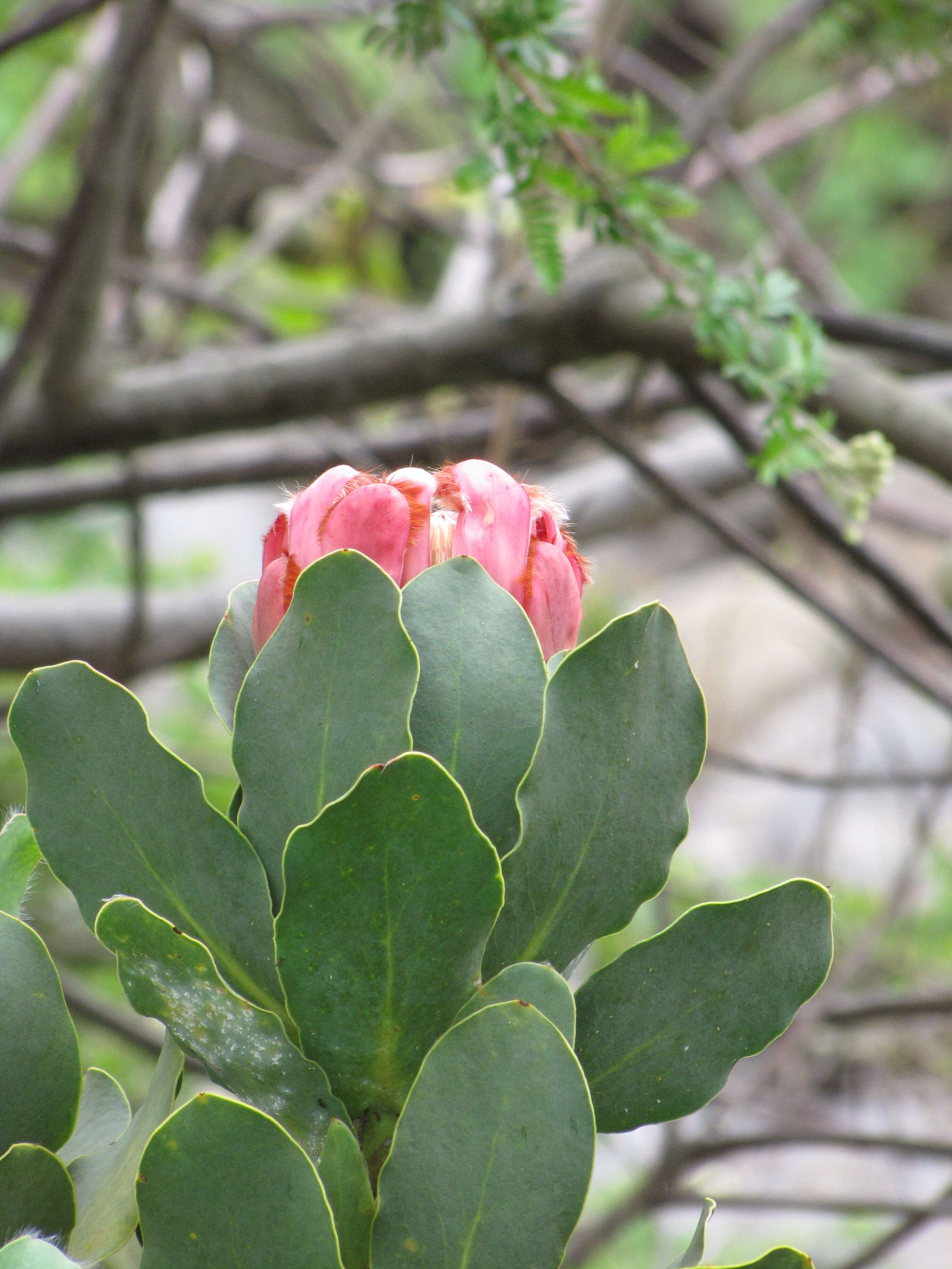 Plancia ëd Protea grandiceps Tratt.