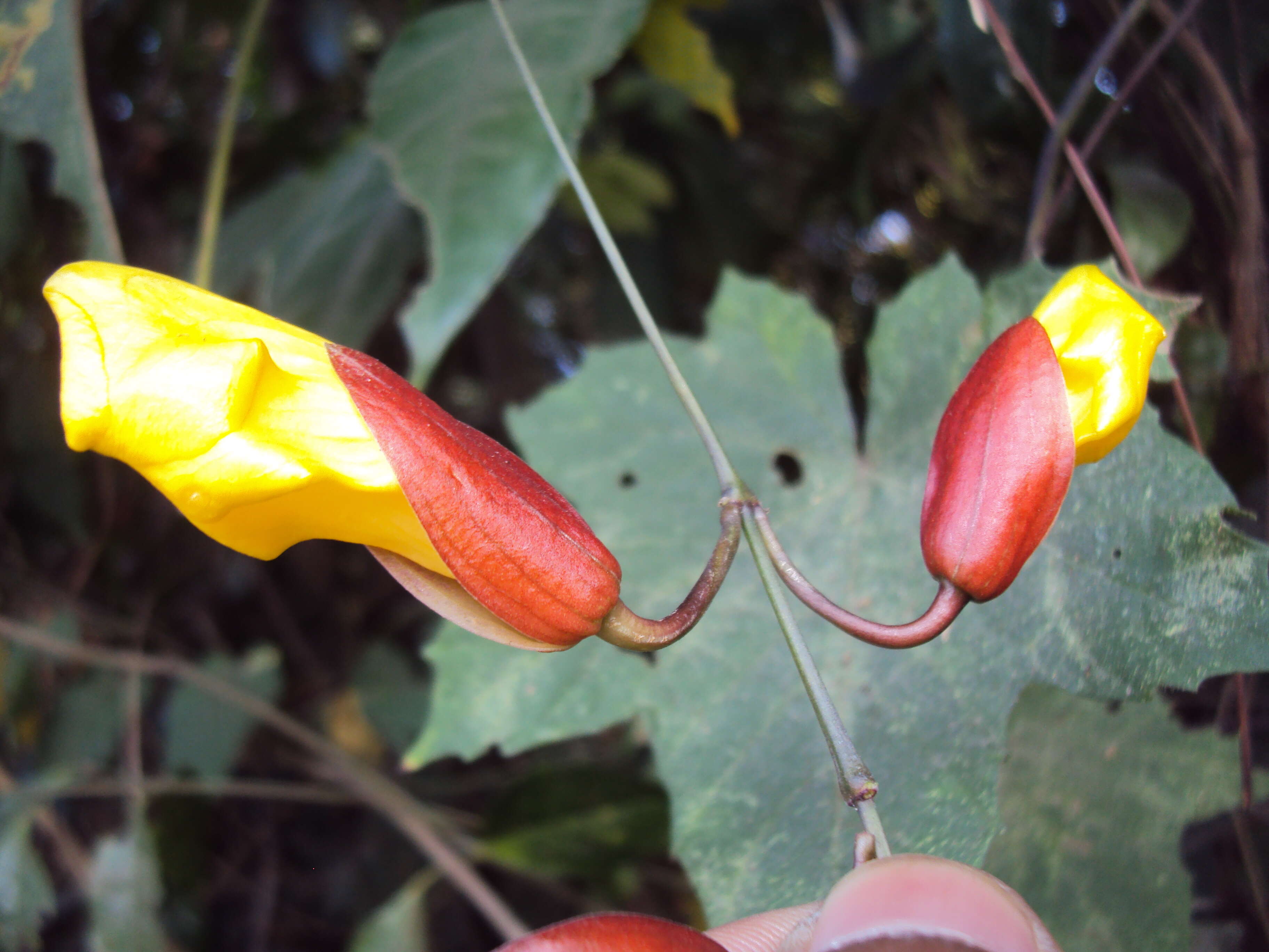 Image of Clock vine