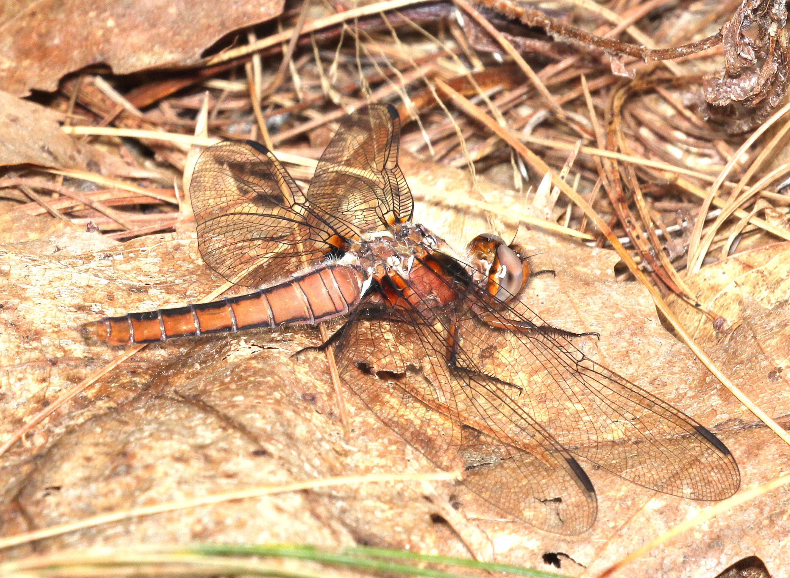 Image of Chalk-fronted Corporal