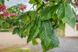 Image of red horse-chestnut