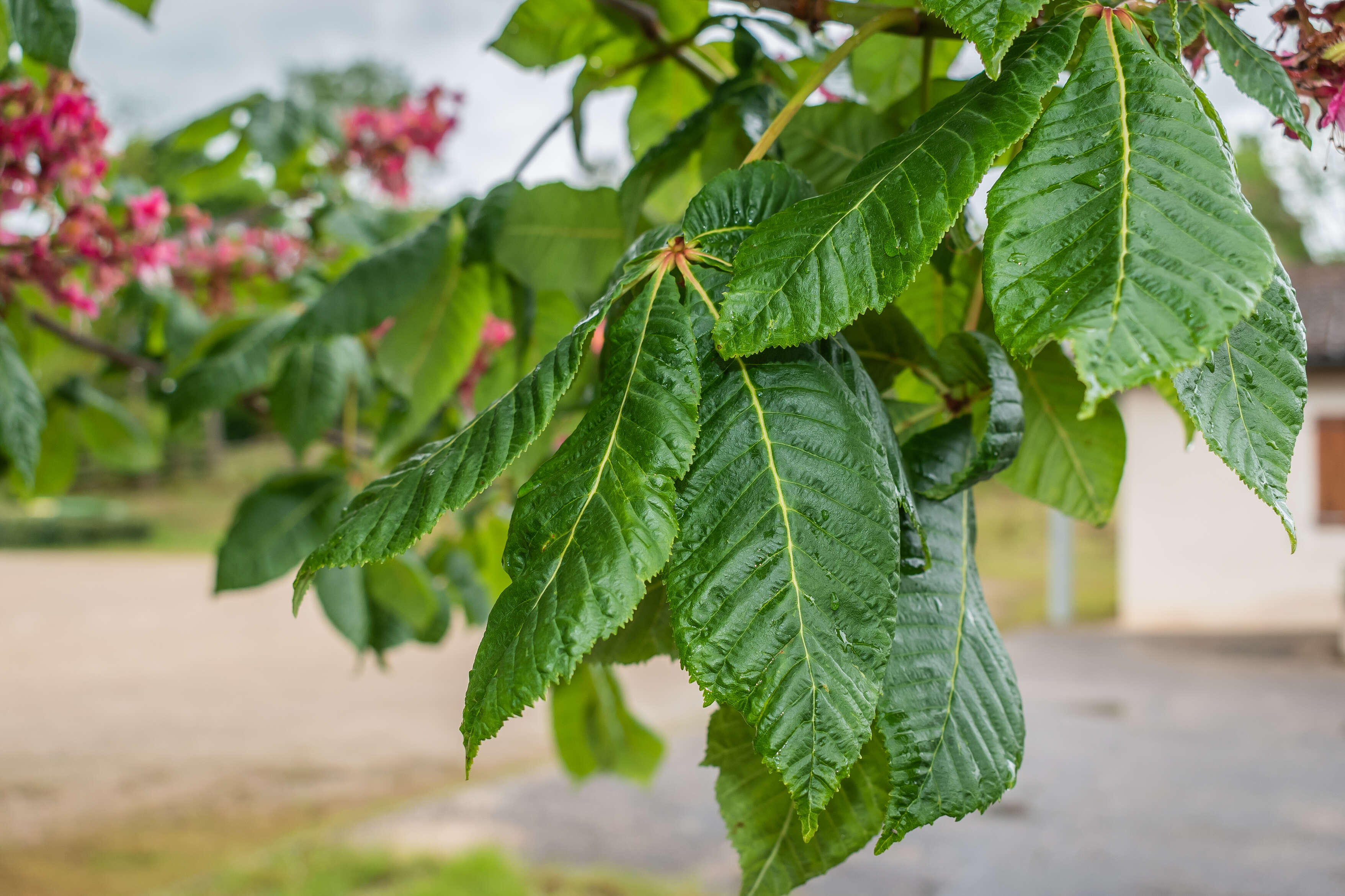 Image of red horse-chestnut