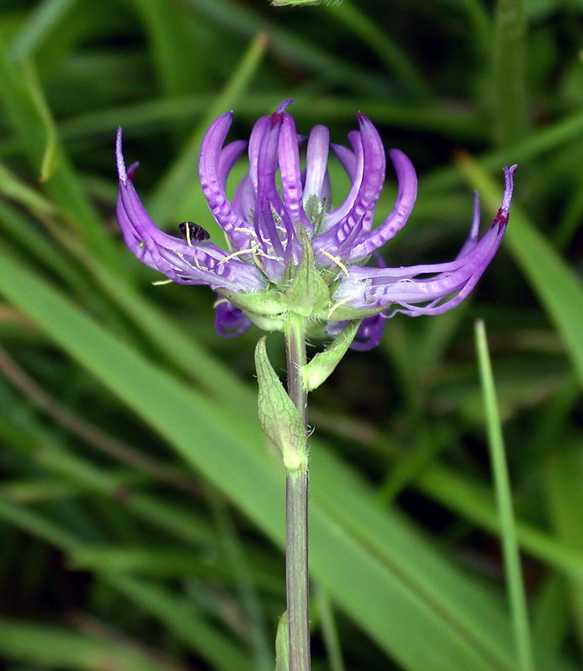 Image of Phyteuma orbiculare L.