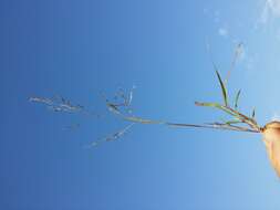 Image of Indian lovegrass