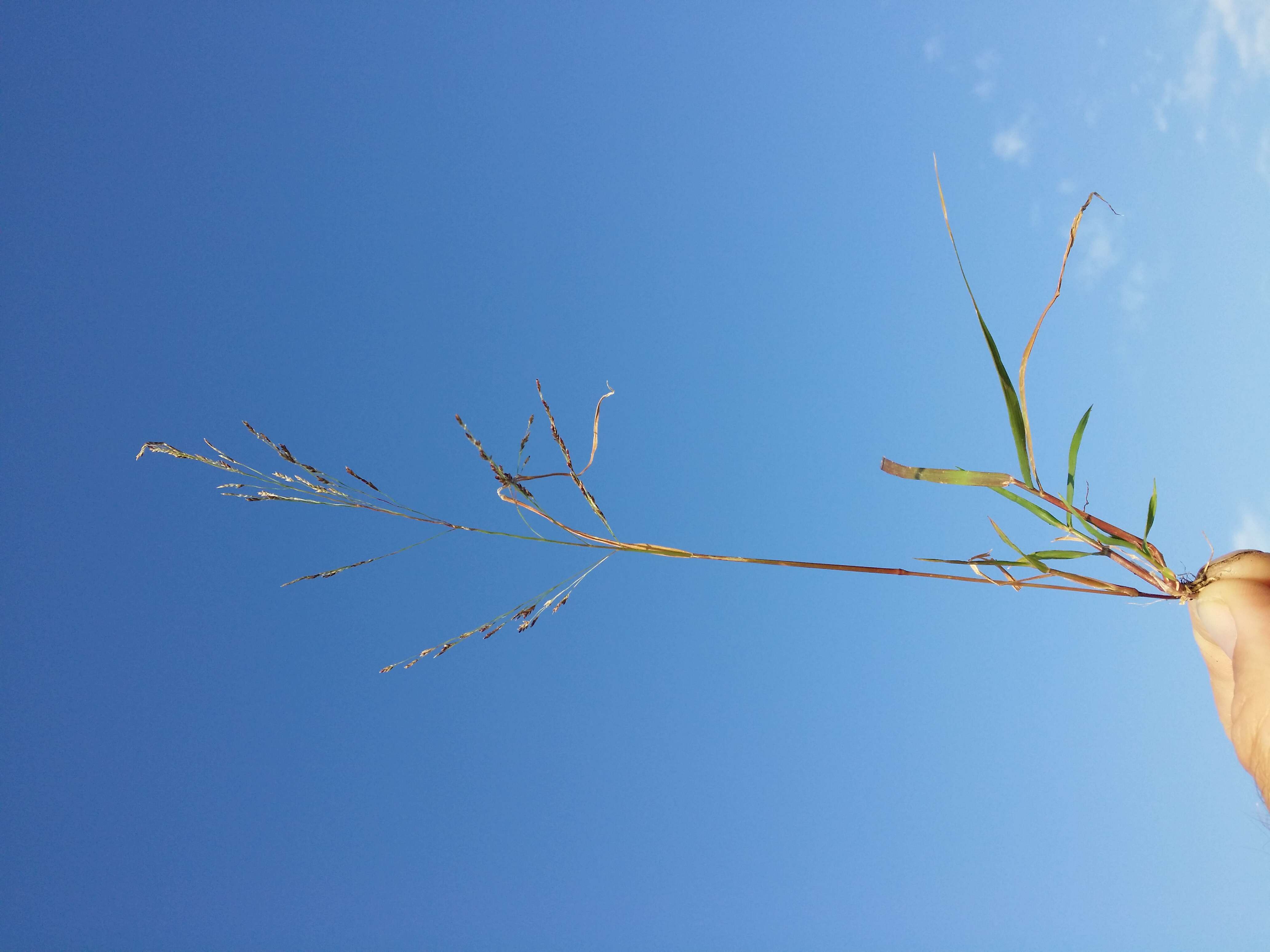 Image of Indian lovegrass