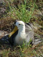 Image of Waved Albatross