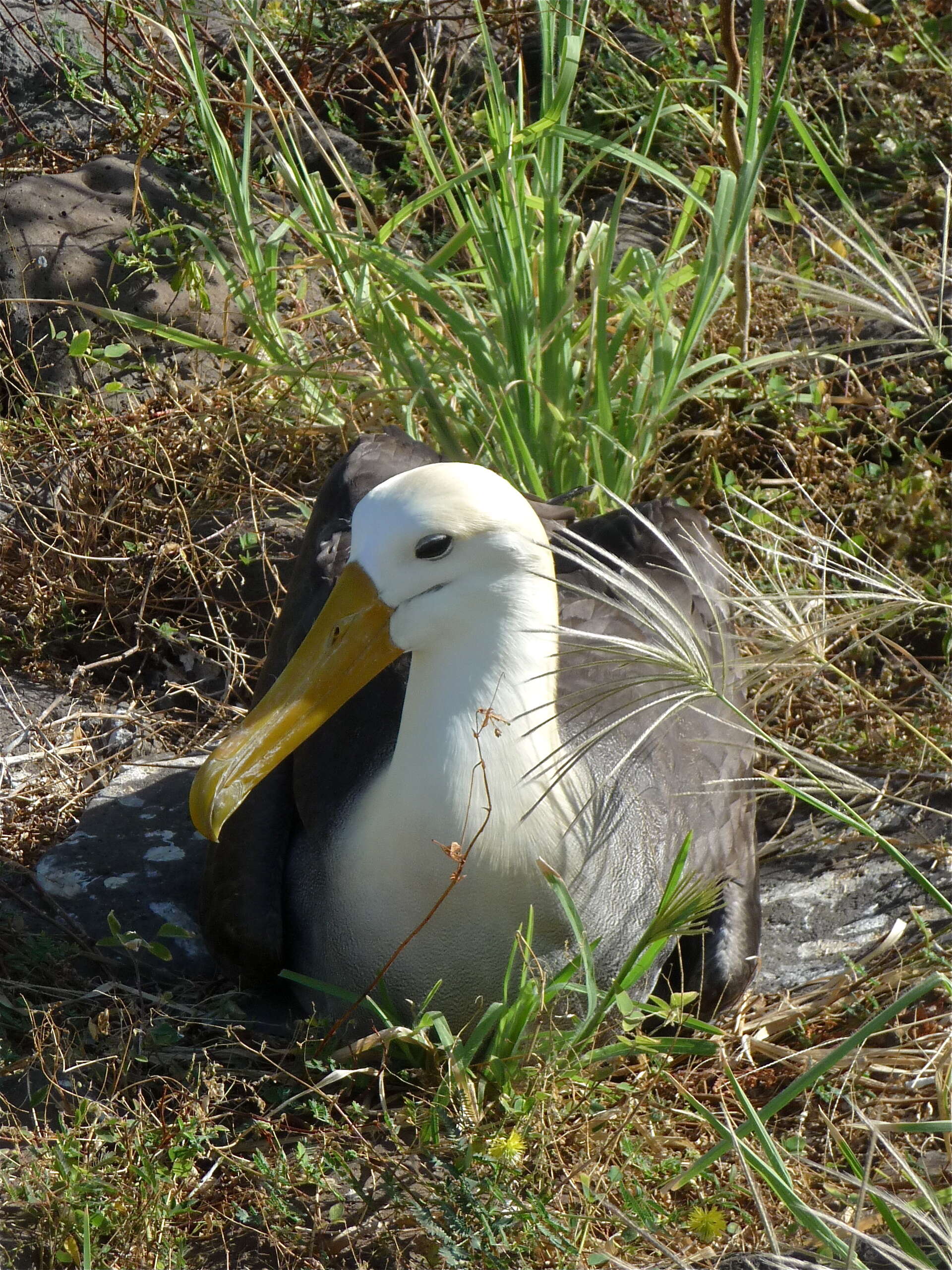 Image of Waved Albatross