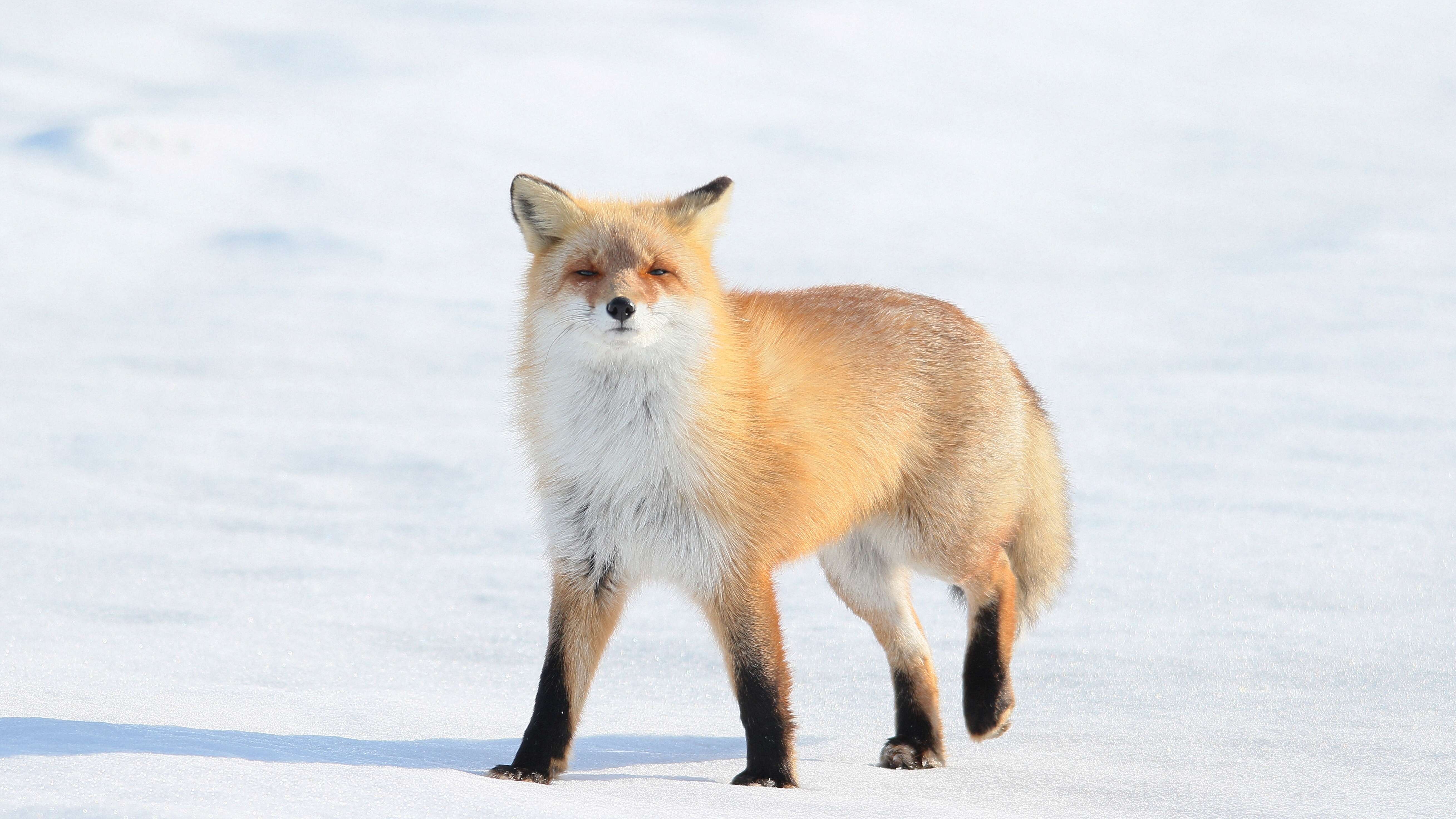 Vulpes vulpes schrencki Kishida 1924 resmi