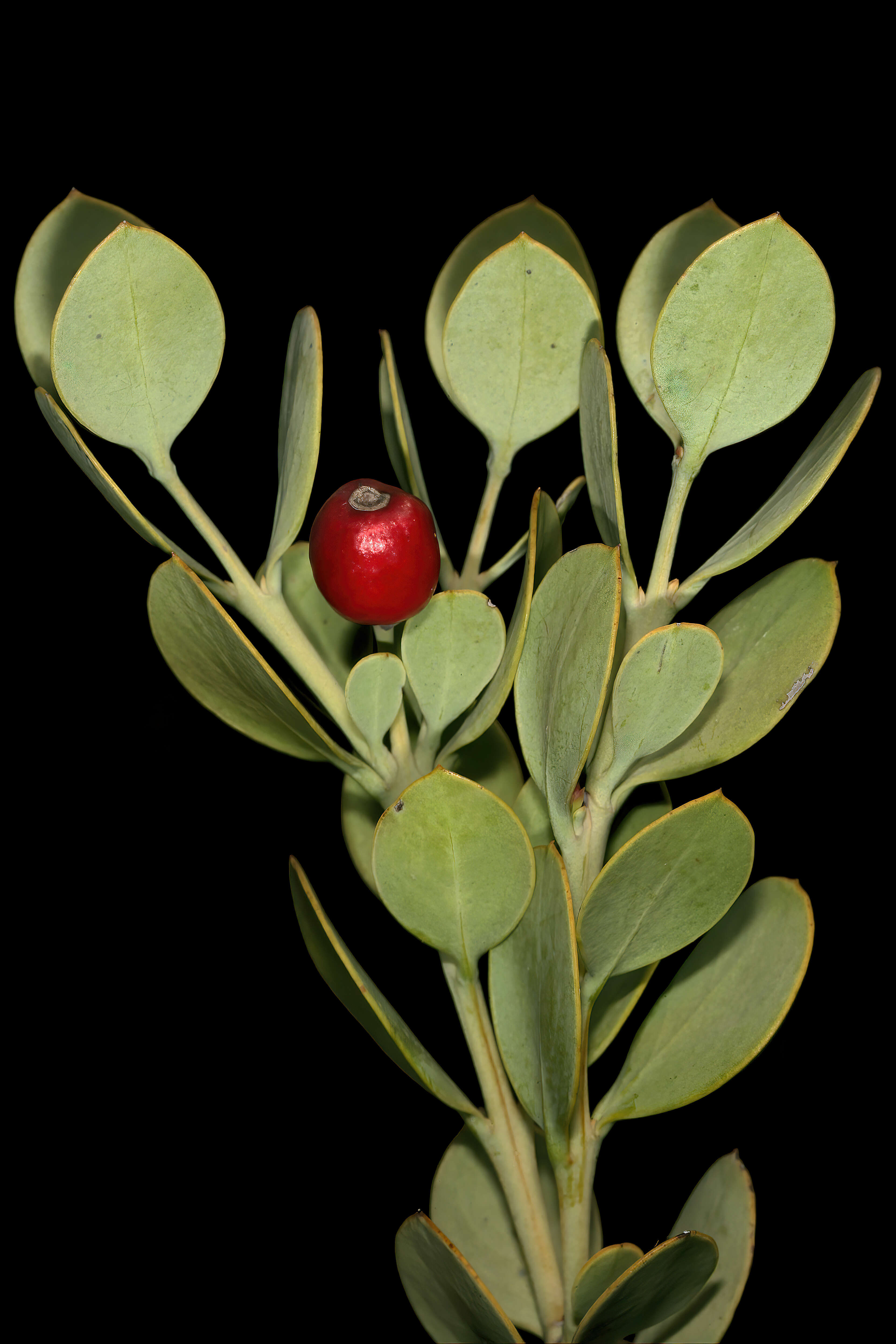 Image of Coastal tannin-bush