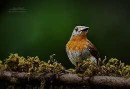 Image of White-bellied Blue Flycatcher