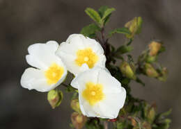 Image of salvia cistus