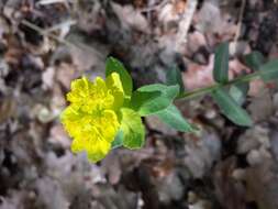 Image of cushion spurge