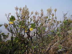 Image of Ginger Bush