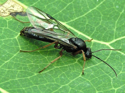 Слика од Formica fusca Linnaeus 1758