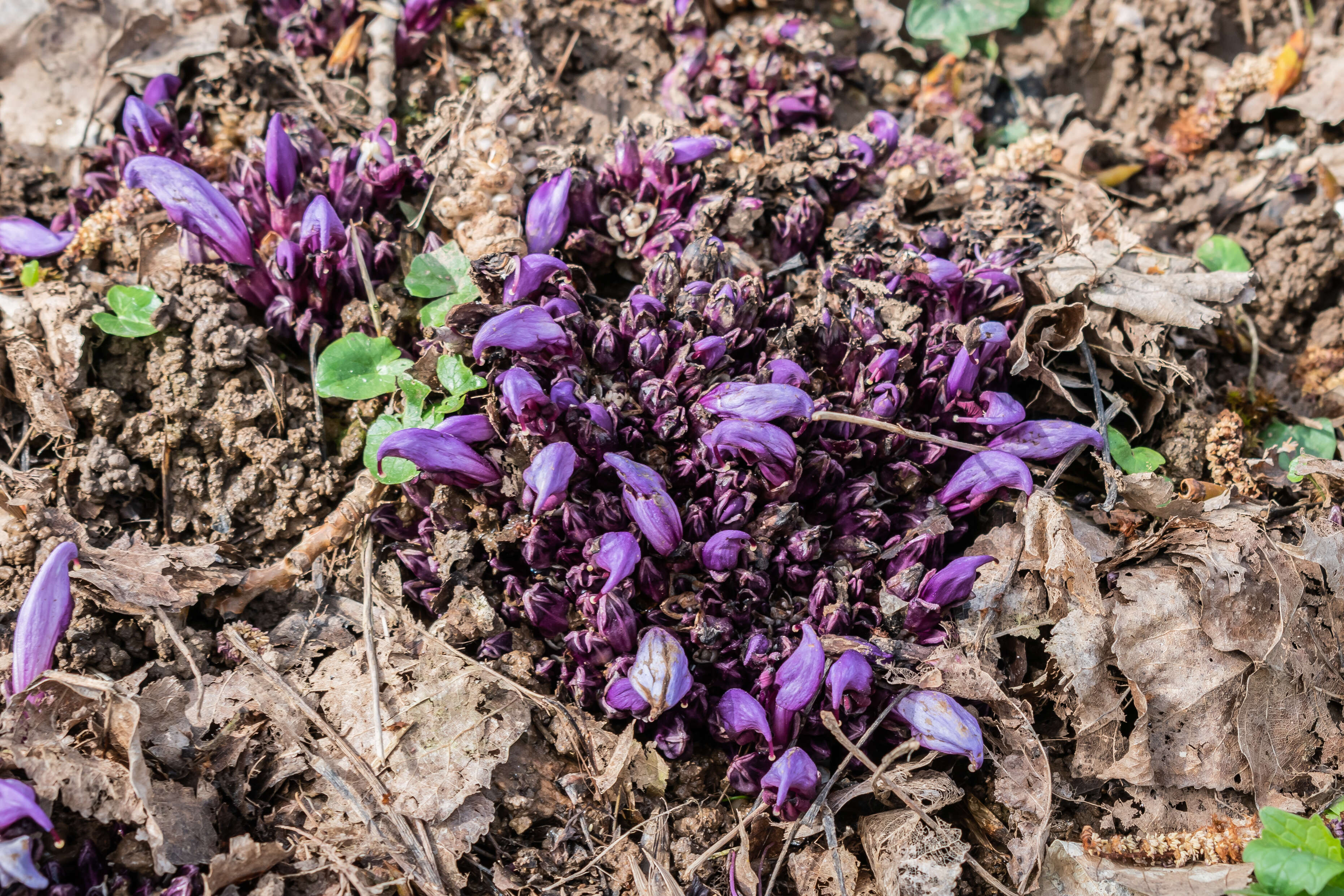 Image of Lathraea clandestina L.