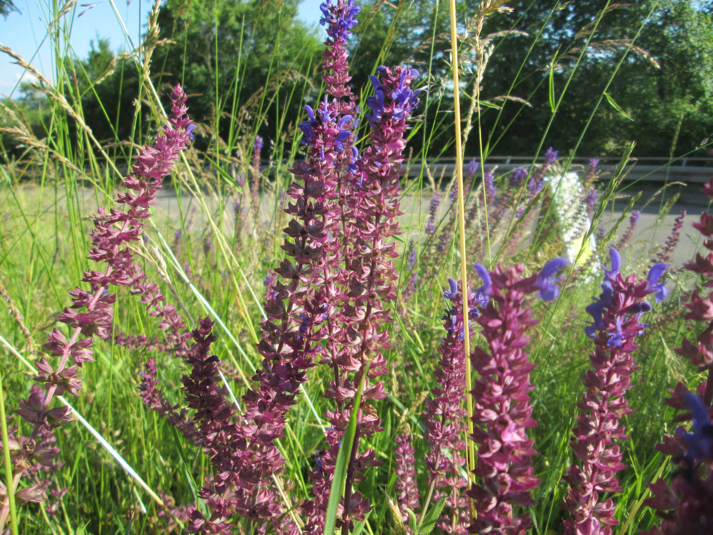 Imagem de Salvia nemorosa L.