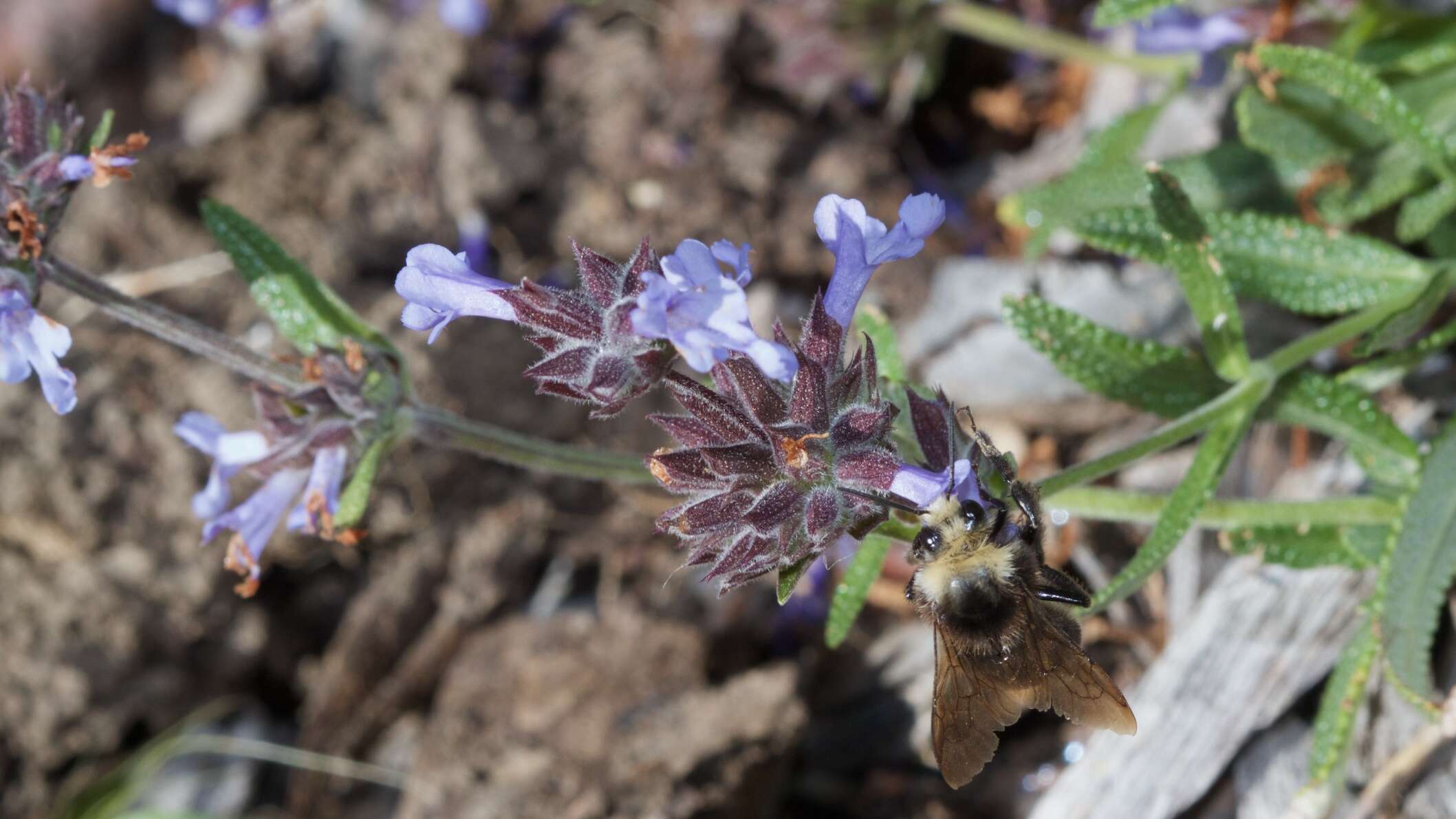 Salvia clevelandii (A. Gray) Greene resmi