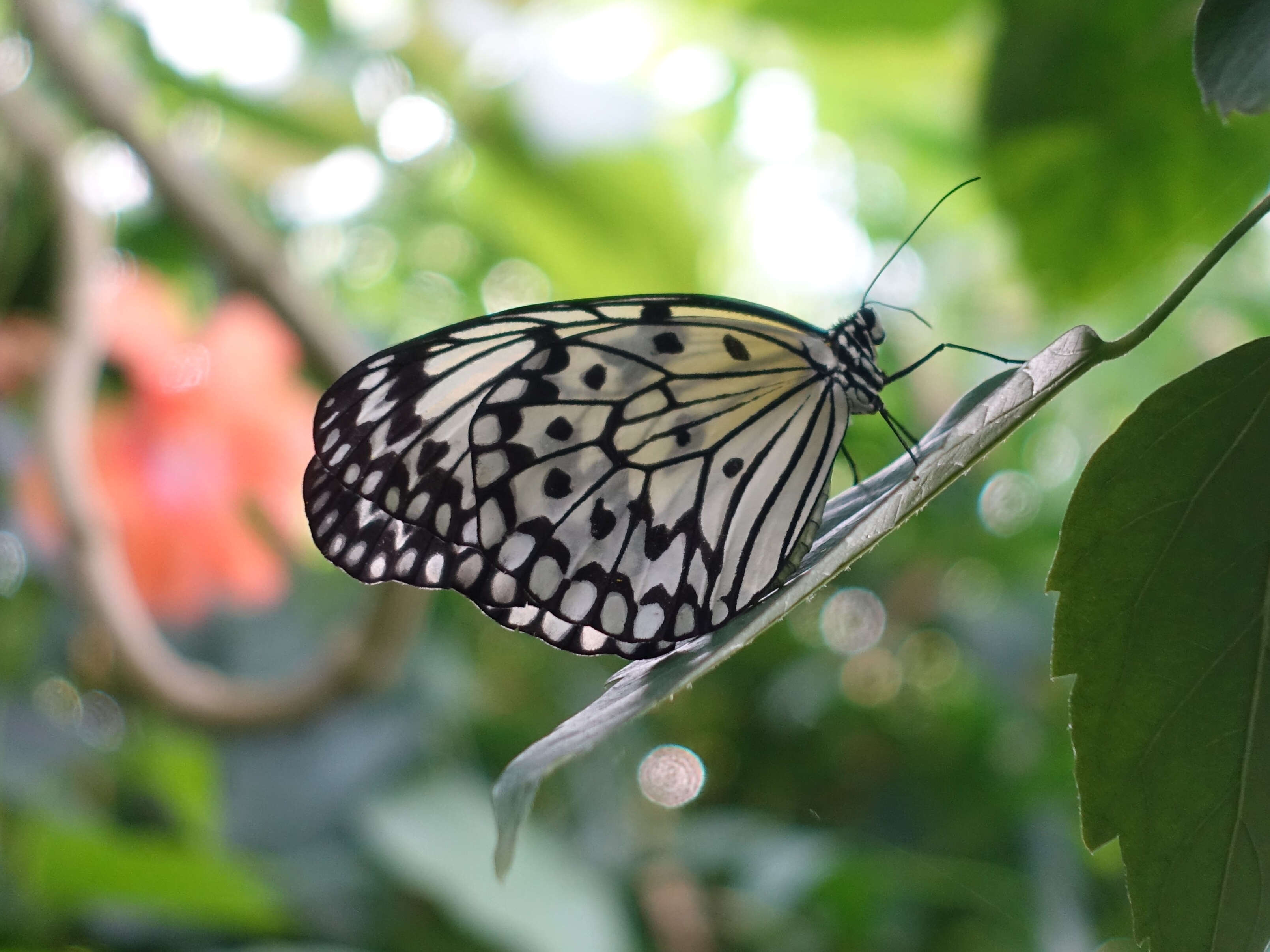 Image of Idea leuconoe Erichson 1834