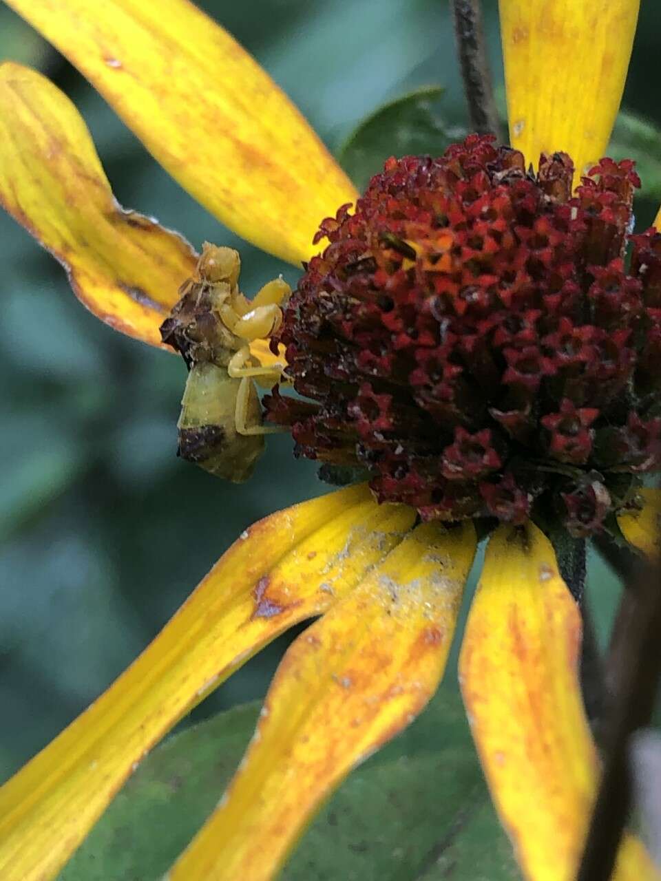 Image of American Ambush Bug