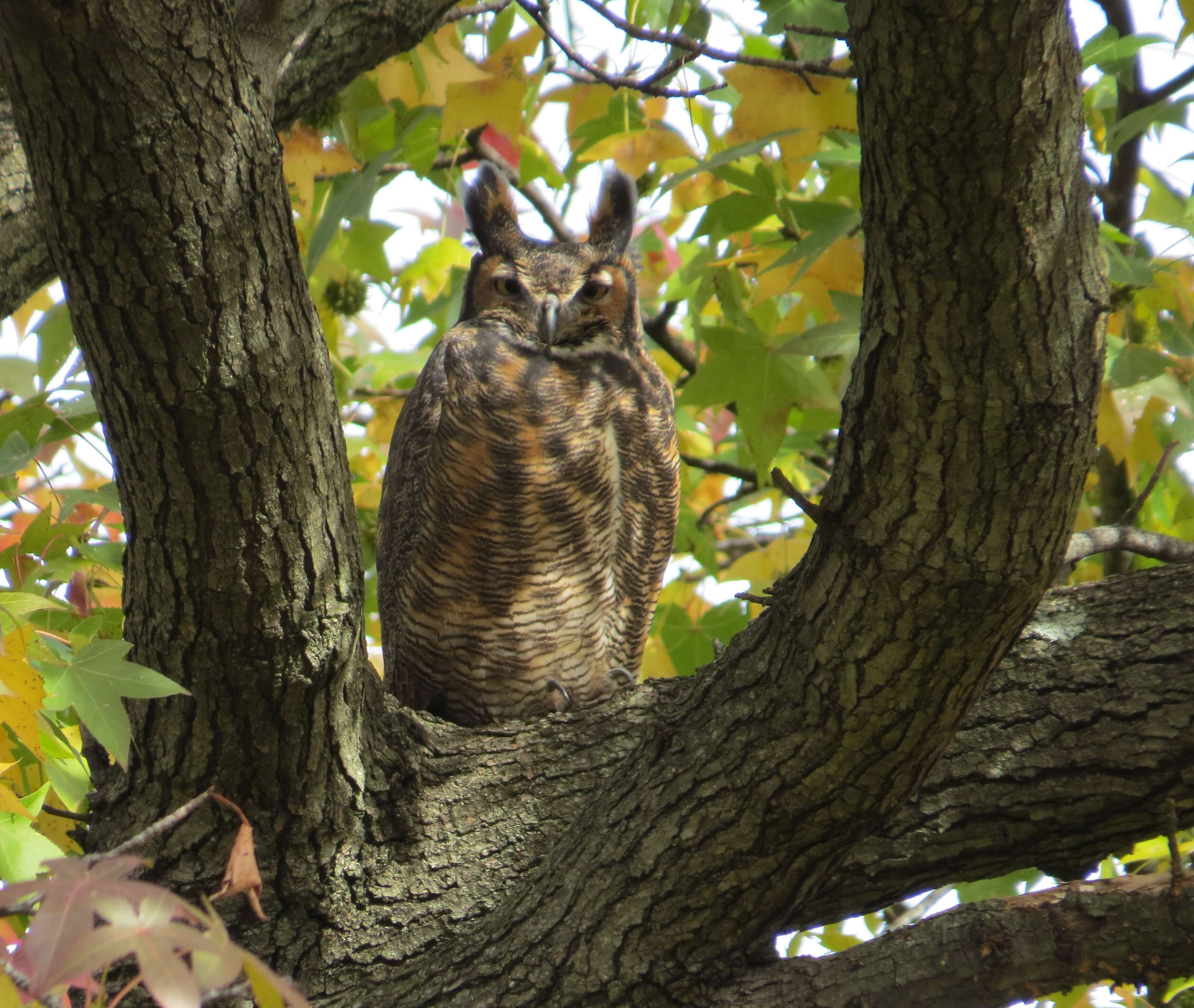 Image of Great Horned Owl