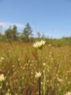 Plancia ëd Rhynchospora alba (L.) Vahl