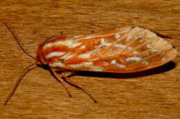 Image of Lophocampa roseata Walker 1866