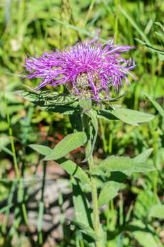 Centaurea nervosa Willd. resmi