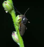 Image of Palpomyia