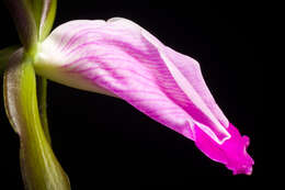 Imagem de Cattleya dormaniana (Rchb. fil.) Rchb. fil.