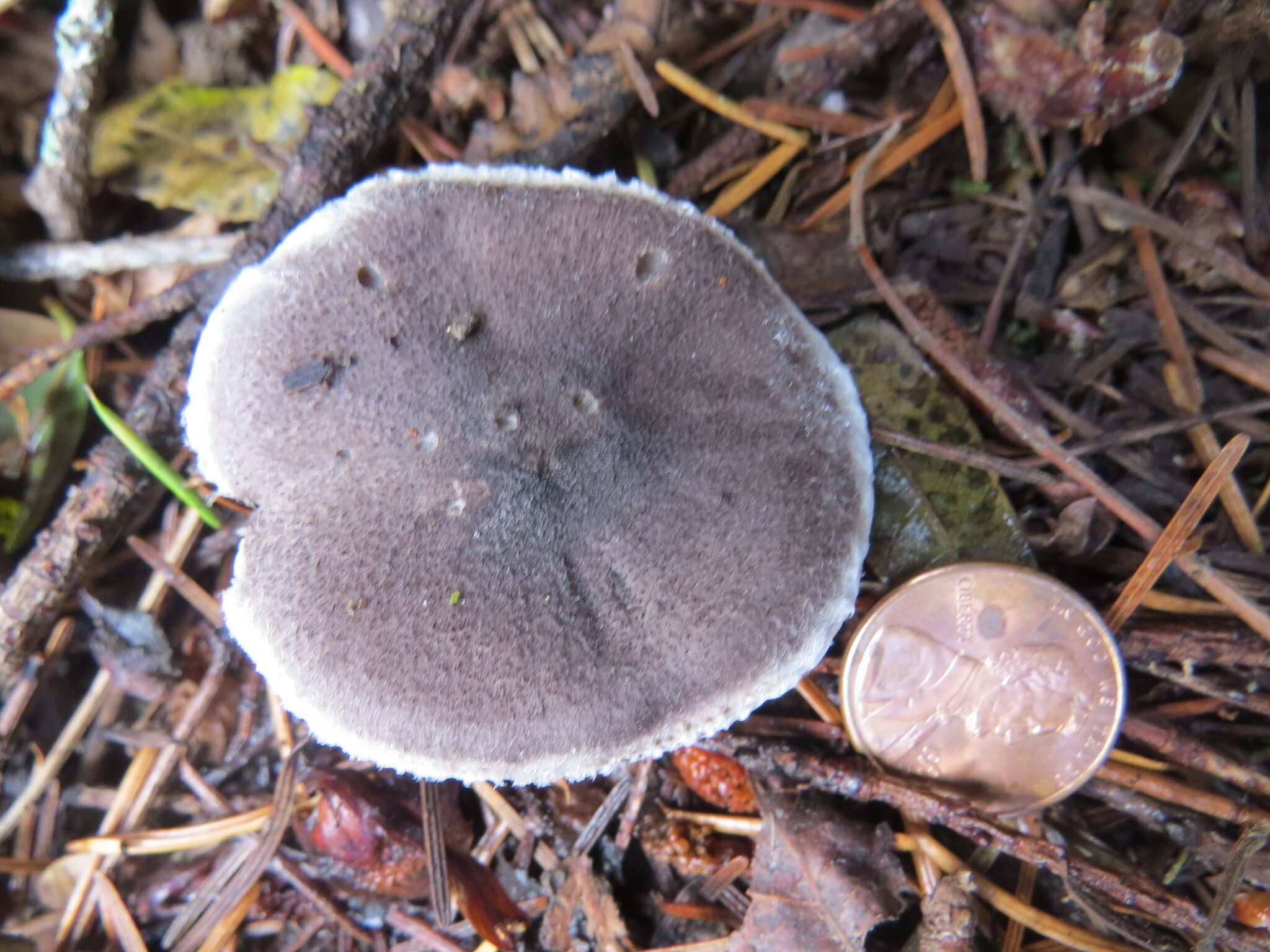 Image of Grey Agaric