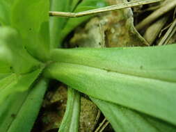 Image of Lewiston cornsalad