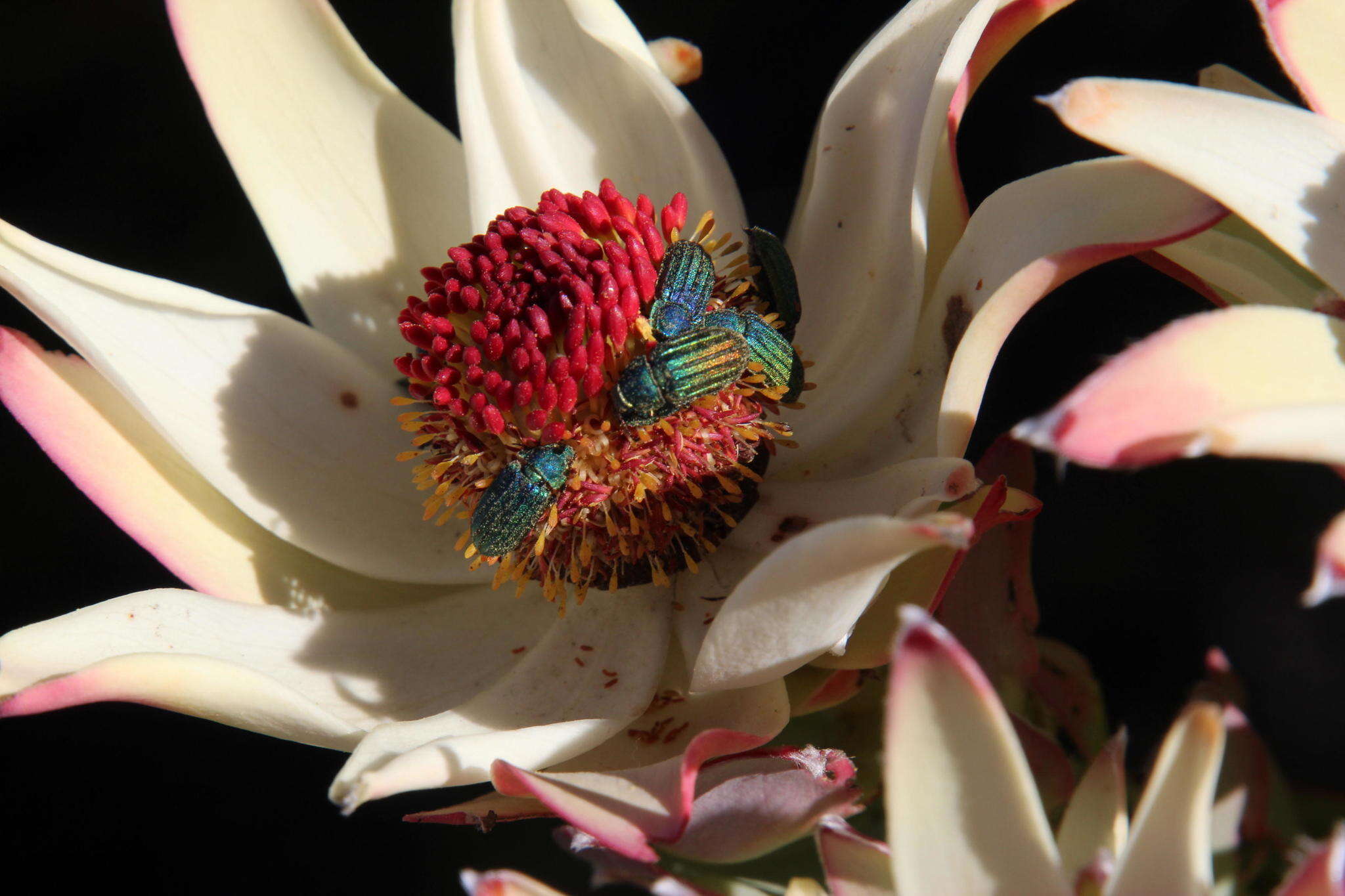 Image of Ivory conebush