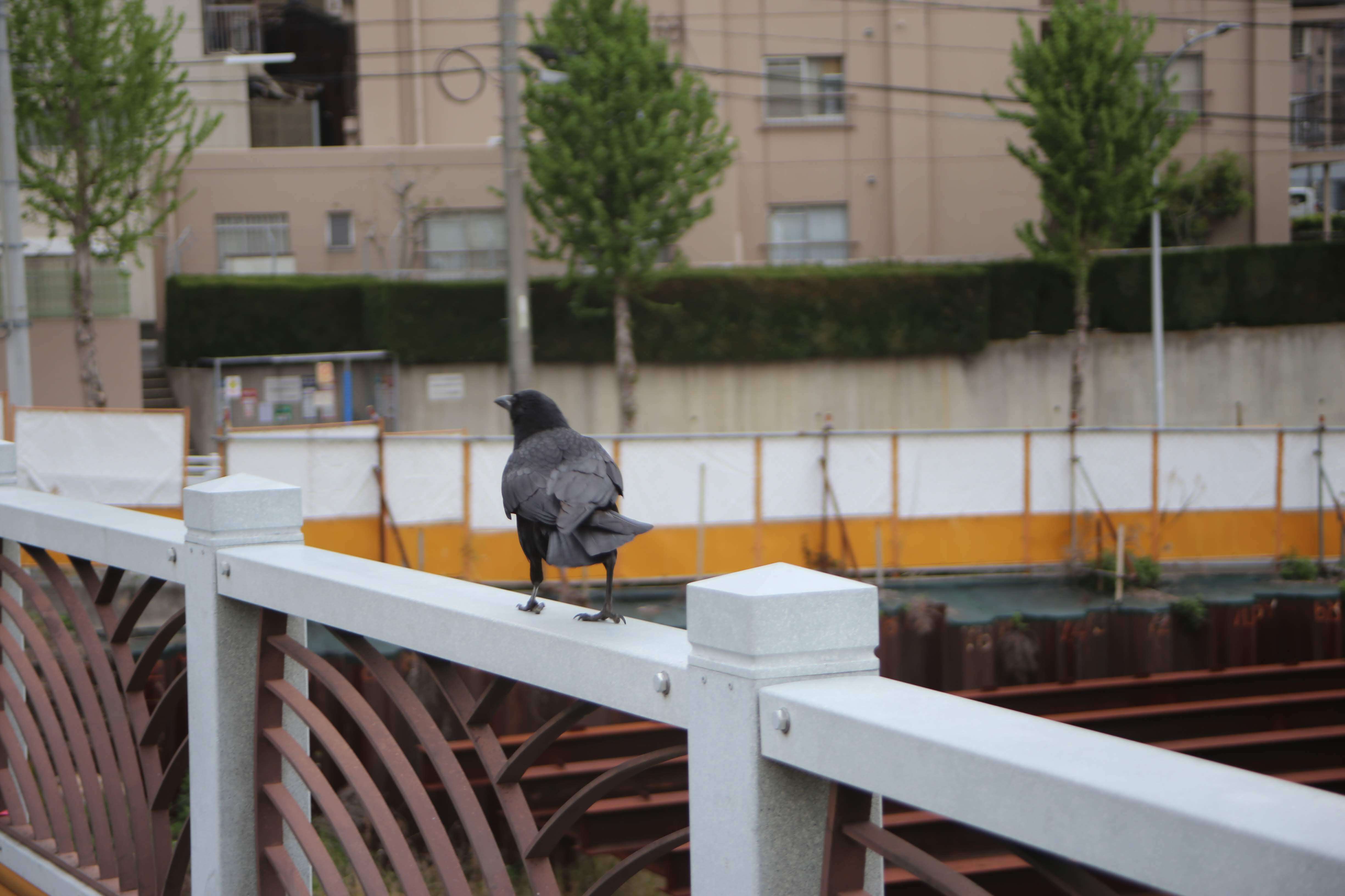 Image of Eastern Carrion Crow