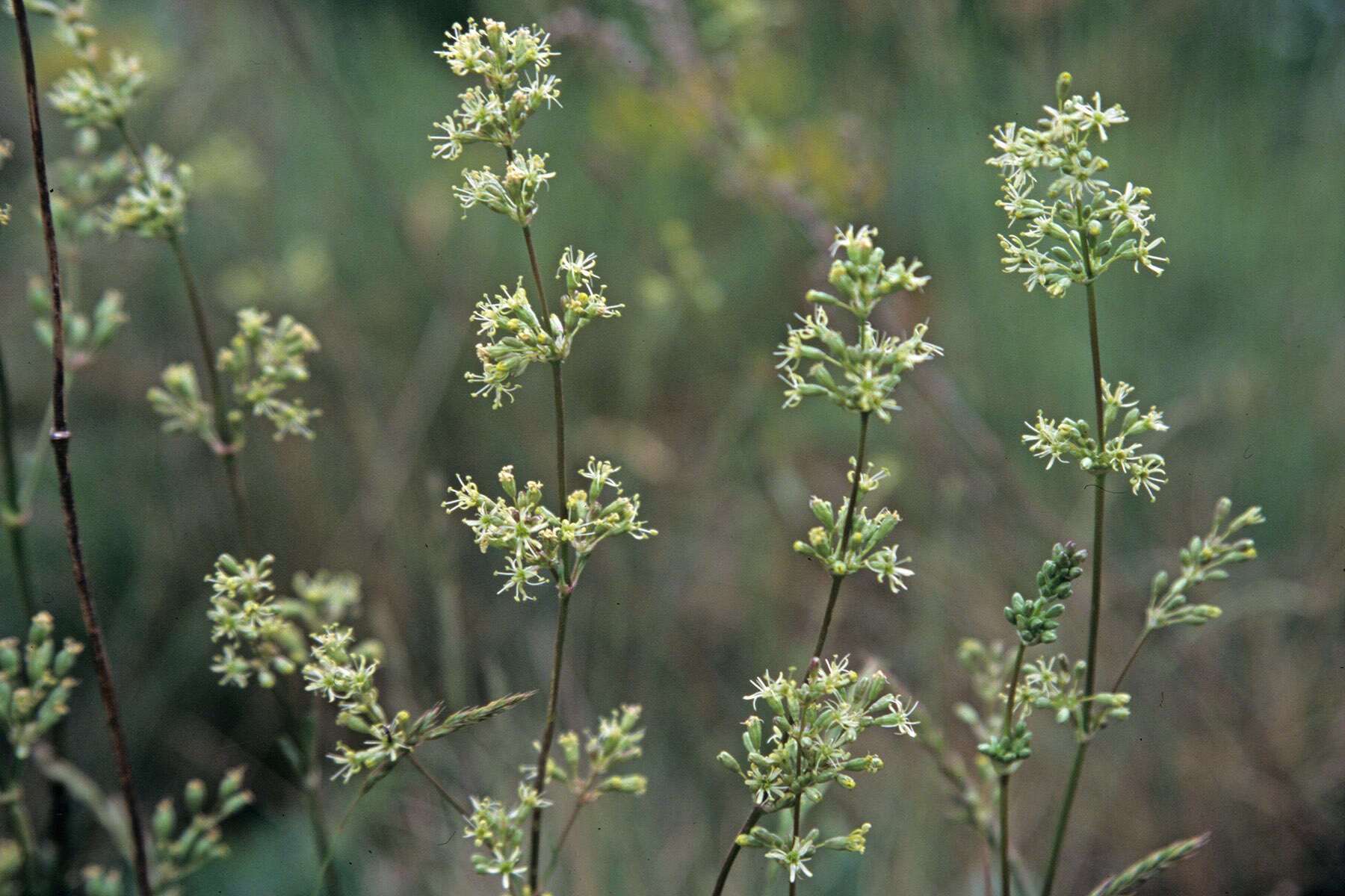 صورة Silene otites (L.) Wibel