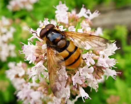 Image of lesser hornet hoverfly