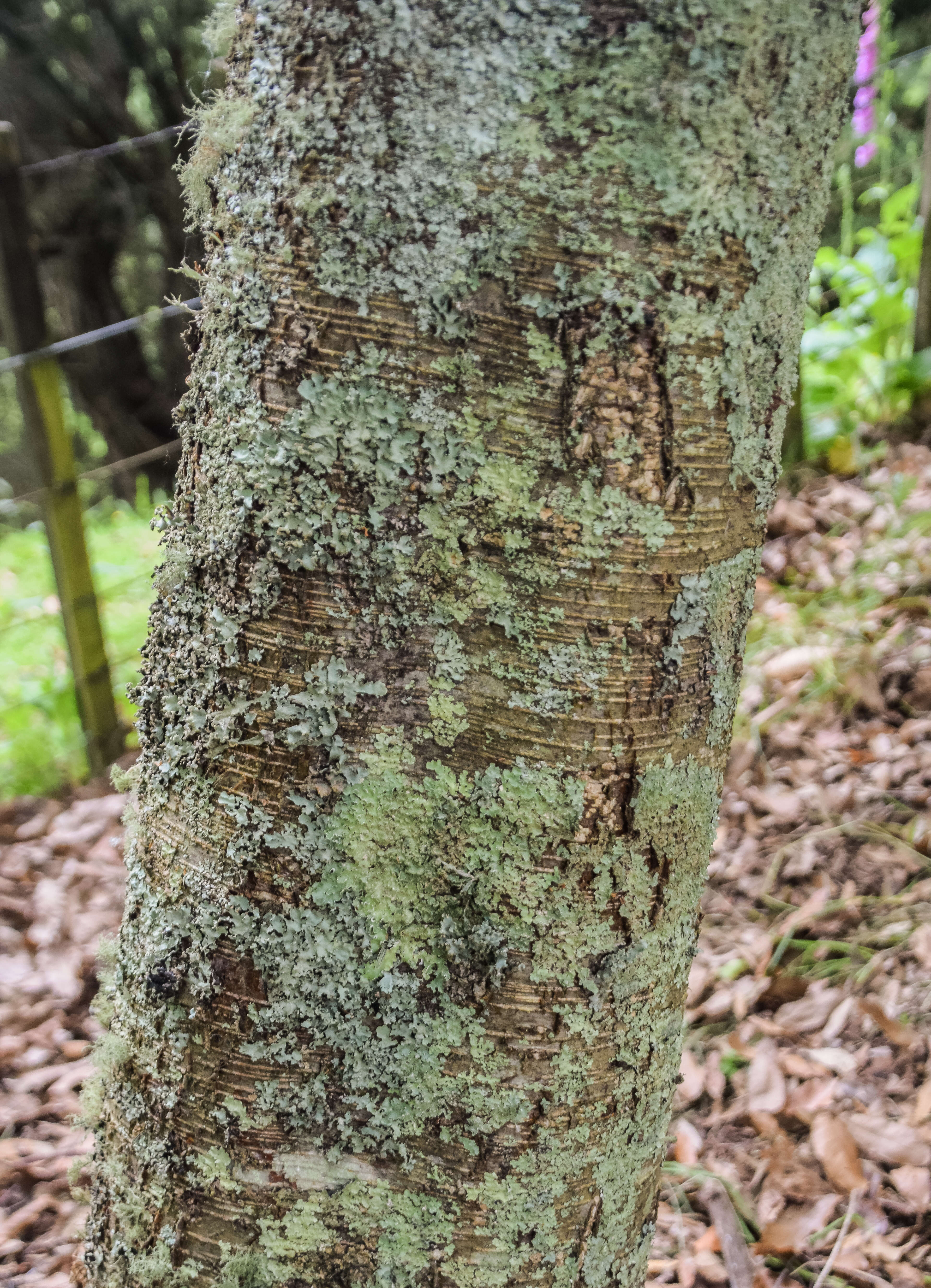 Betula schmidtii Regel resmi