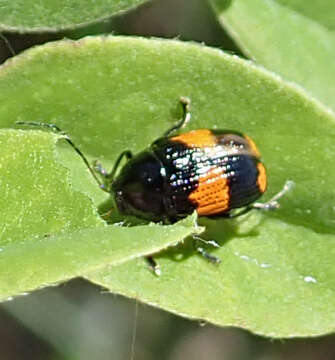 Image de Bassareus mammifer (Newman 1840)