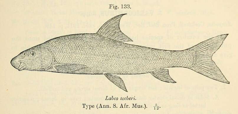 Image of Clanwilliam Sandfish