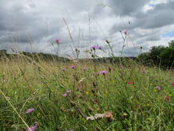 Image of brown knapweed