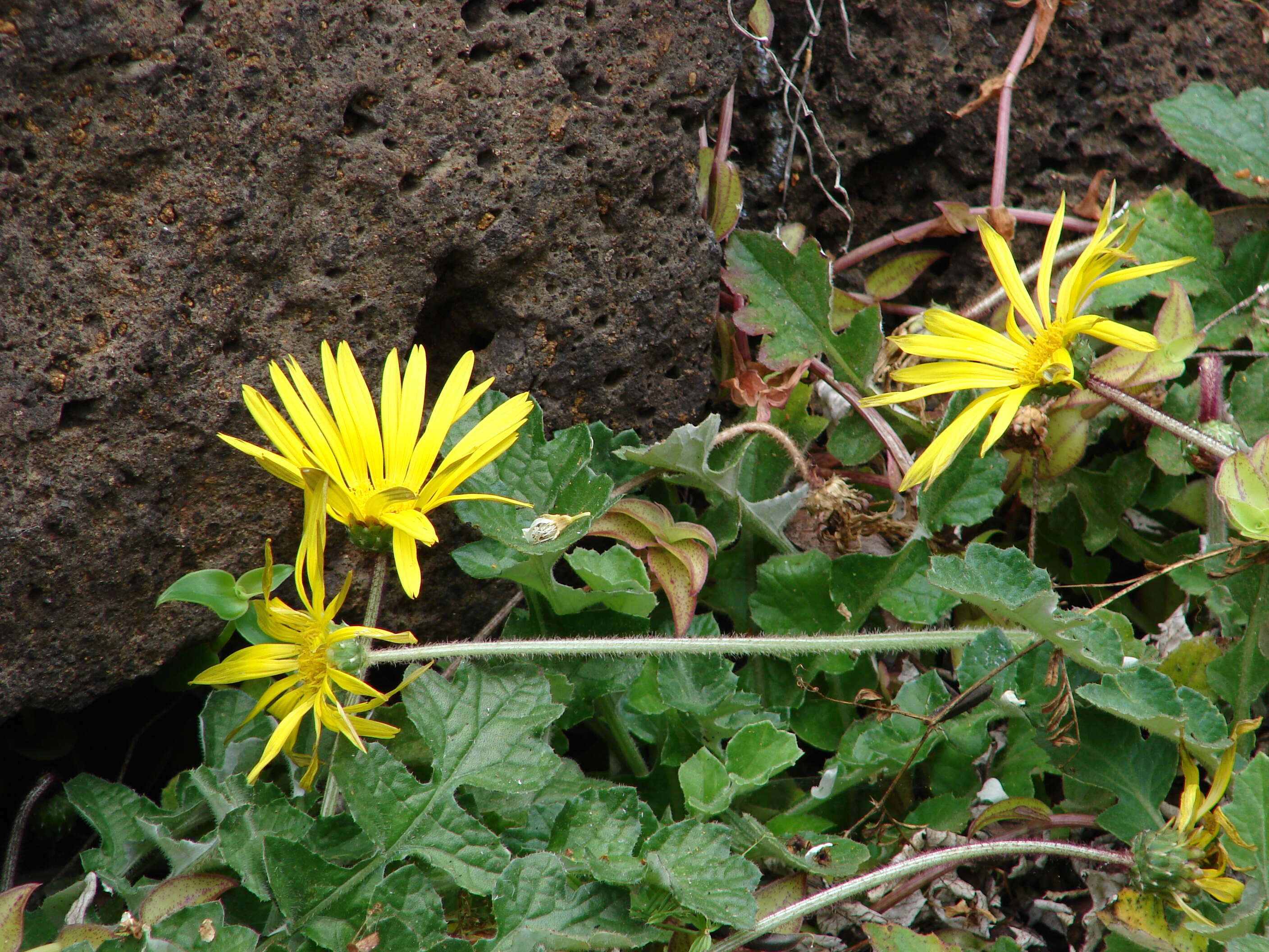 Image of Capeweed