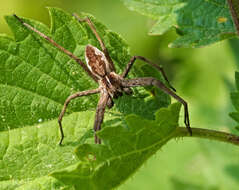 Image of Nursery-web spider