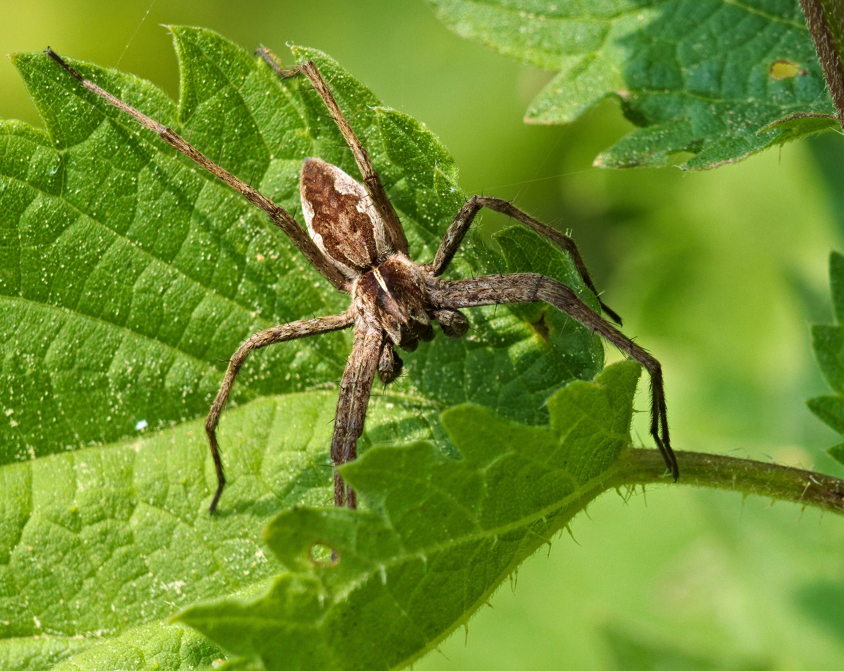 Image of Nursery-web spider