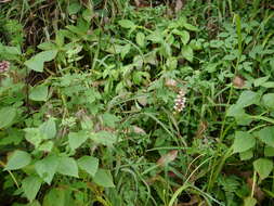 Image of Satyrium nepalense D. Don