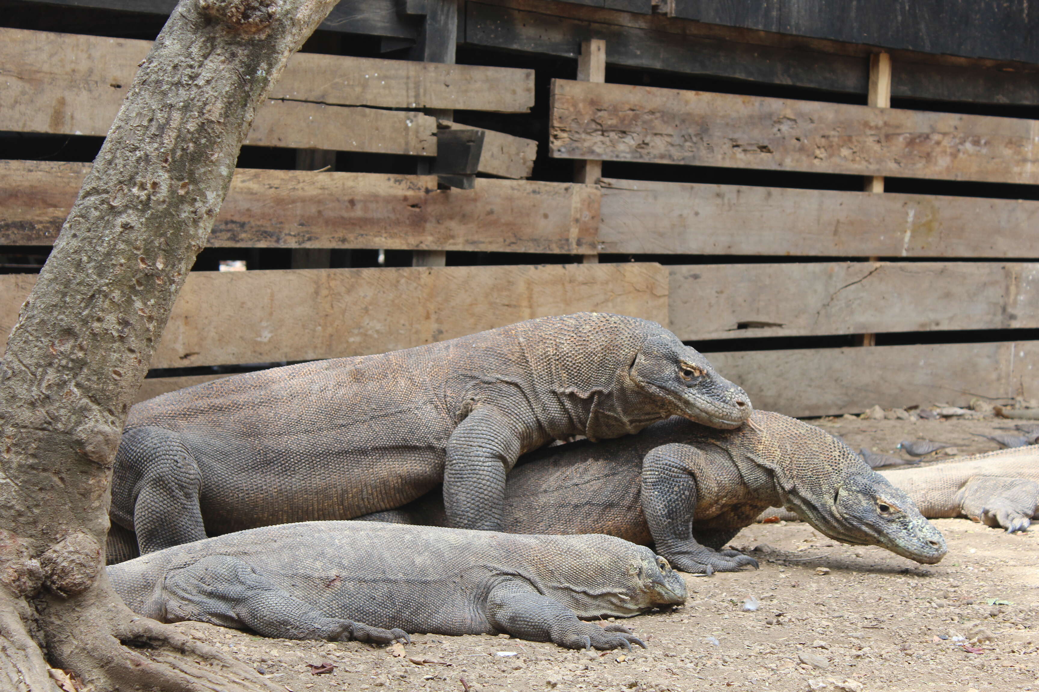 Image of Komodo Dragon
