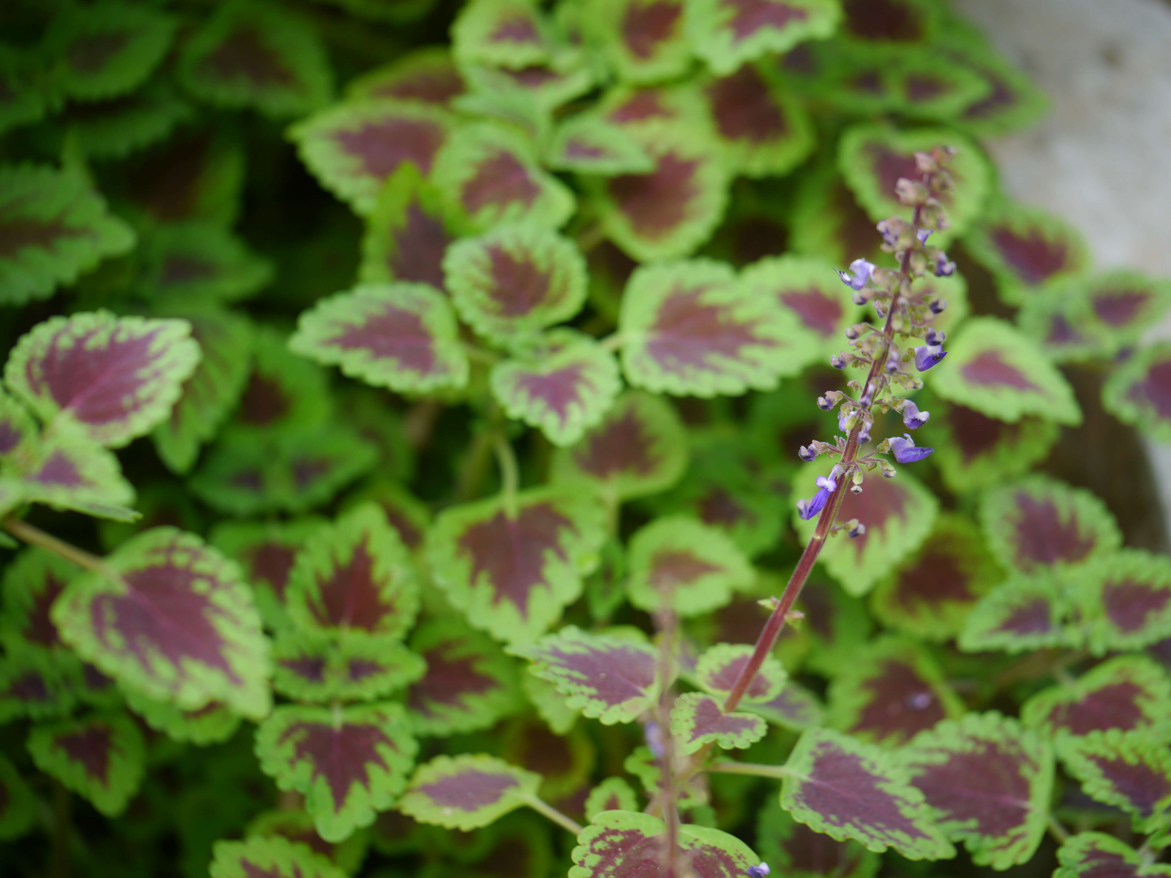 Image of common coleus