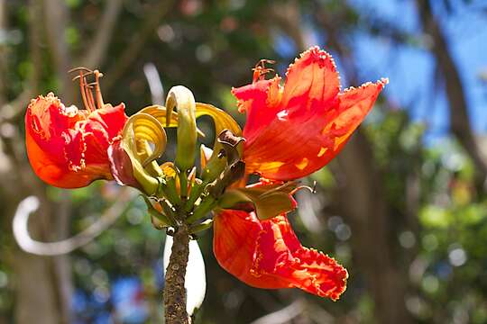 Image of African tulip tree