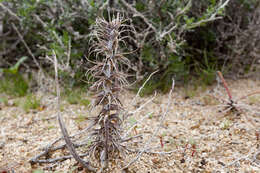 Eremothera boothii (Douglas) W. L. Wagner & Hoch的圖片