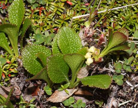 Image of Alpine bearberry