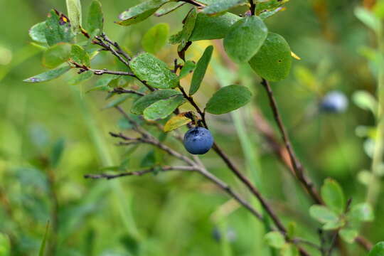 Image of alpine bilberry